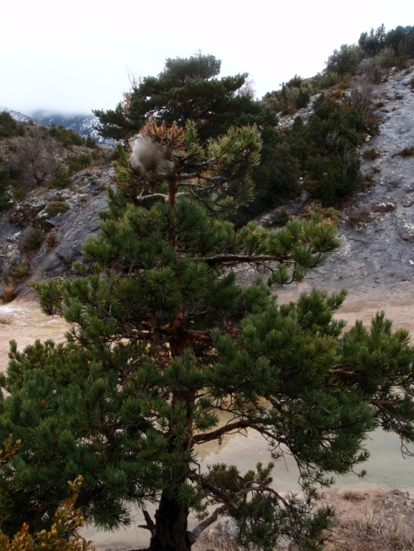 Típico nido de Procesionarias en un pino en la orilla del Flumen